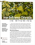 Iron Deficiency Chlorosis in Wyoming cover