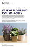 Care of Flowering Potted Plants cover