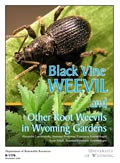 Black Vine Weevil and Other Root Weevils in Wyoming Gardens cover