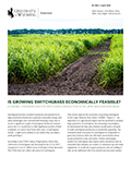 Is Growing Switchgrass Economically Feasible cover