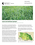 Crop Enterprise Budget: Conventional Dryland Switchgrass cover