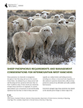 Sheep phosphorus requirements and management considerations for Intermountain West ranchers cover