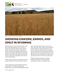 Growing Einkorn, Emmer, and Spelt in Wyoming cover
