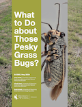 What to Do about Those Pesky Grass Bugs? cover