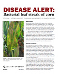 Disease Alert: Bacterial leaf streak of corn cover