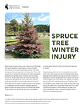 Spruce Tree Winter Injury cover