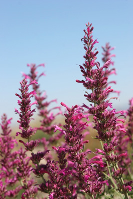 Agastache cana