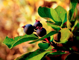 Amelanchier alnifolia, Amelanchier pumila, Amelanchier utahensis