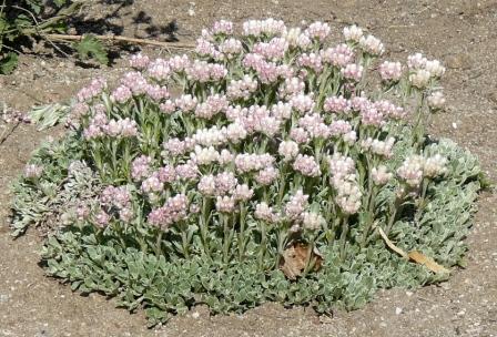 Antennaria microphylla