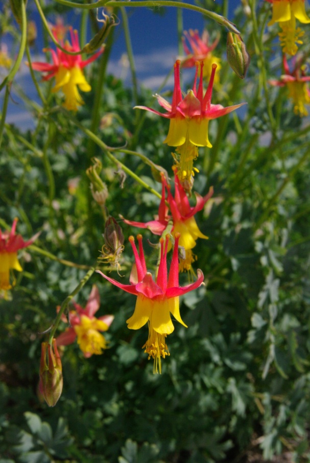 Aquilegia barnebyi