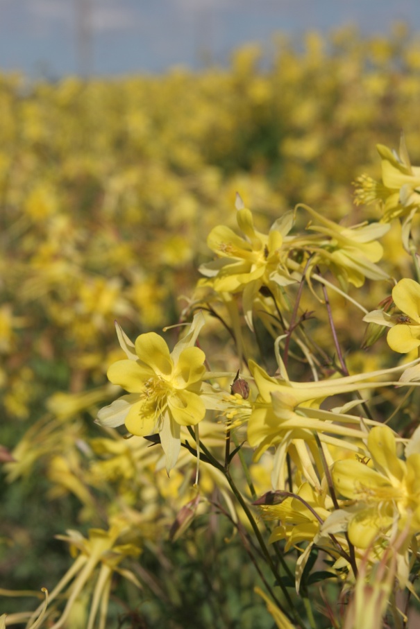 Aquilegia chrysantha