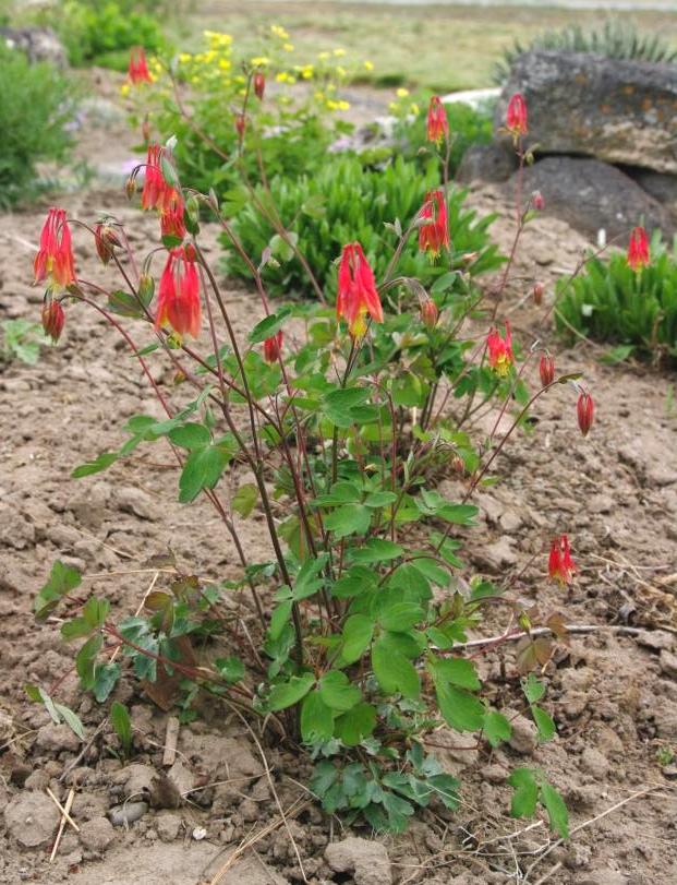 Aquilegia desertorum