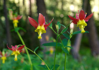 Aquilegia formosa