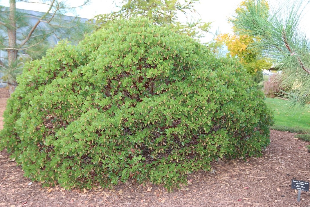 Arctostaphylos patula