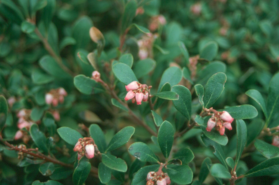 Arctostaphylos uva-ursi