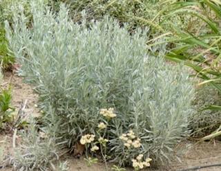 Artemisia cana