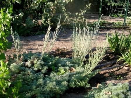 Artemisia frigida