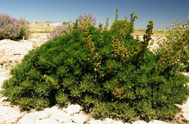 Artemisia michauxiana