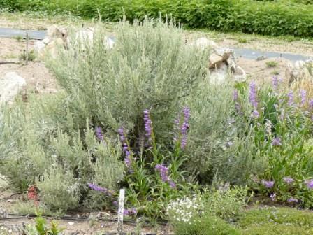 Artemisia tridentata vaseyana