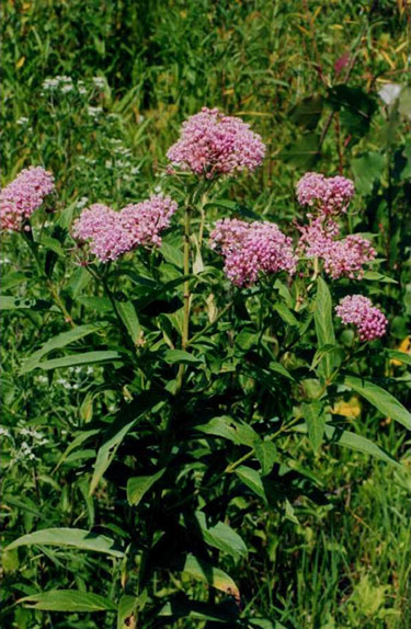 Asclepias incarnata