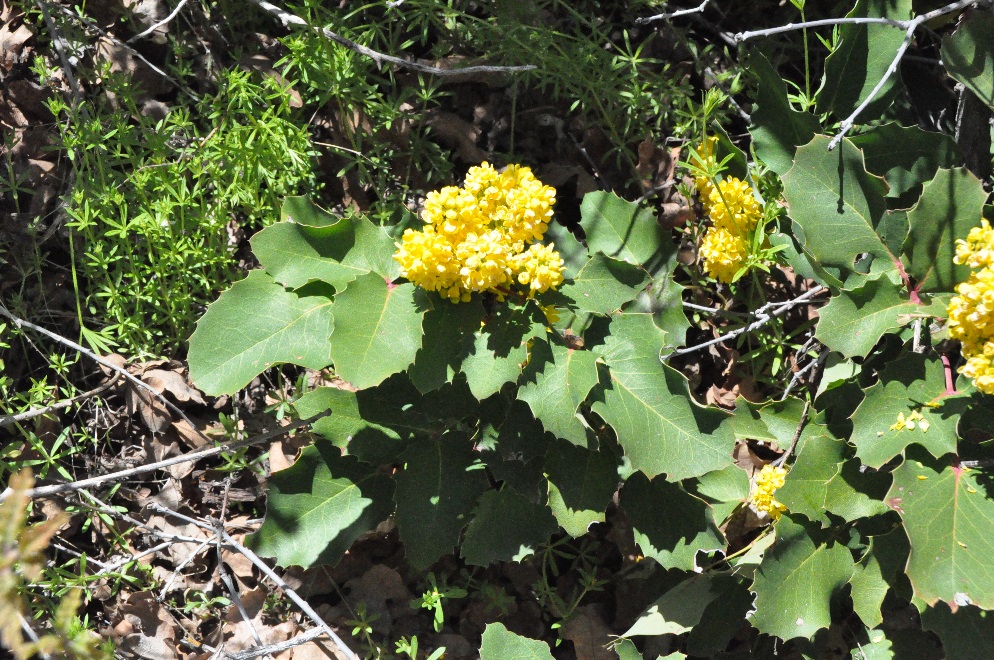 Berberis repens (Mahonia repens)