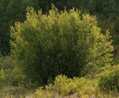 Betula occidentalis