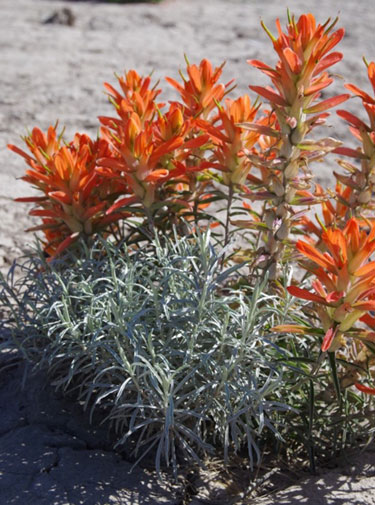 Castilleja integra