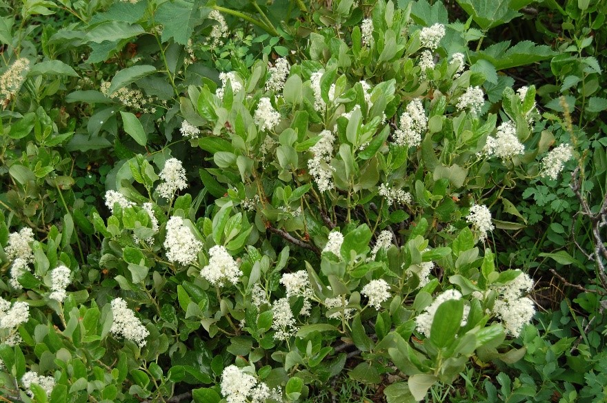 Ceanothus velutinus