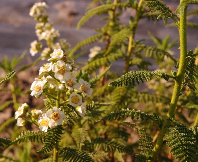 Chamaebatiaria millefolium