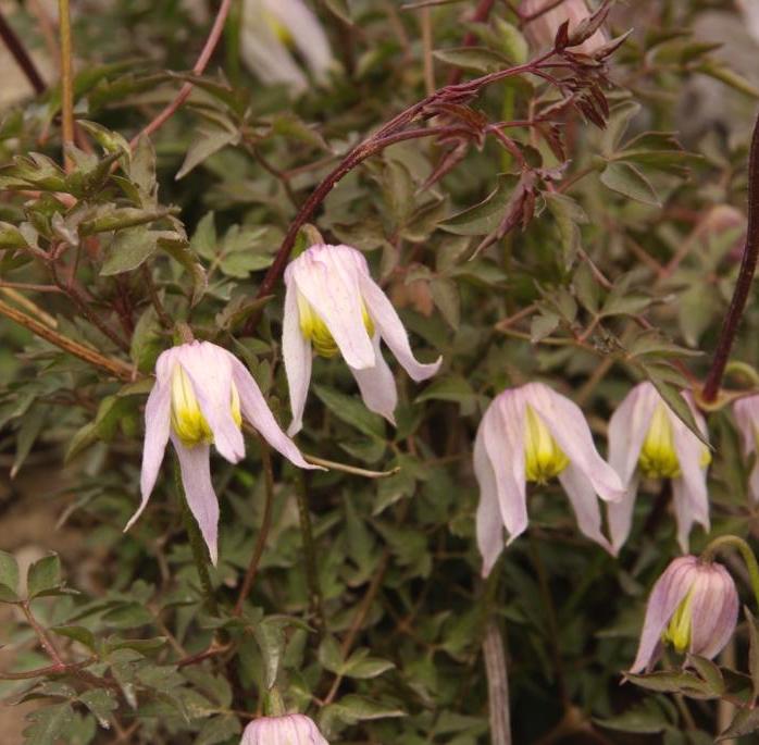 Clematis columbiana