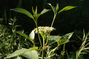 Cornus sericea