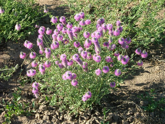 Dalea ornata