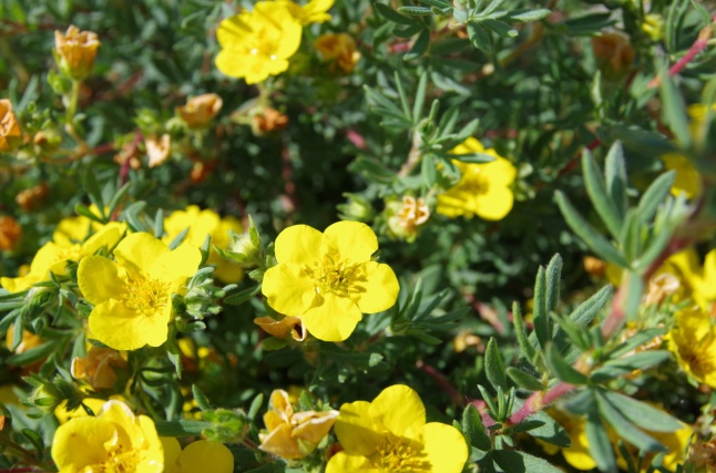 Dasiphora fruticosa ssp. floribunda