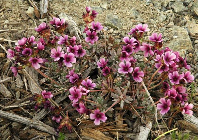 Douglasia nivalis