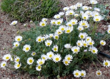 Erigeron compositus