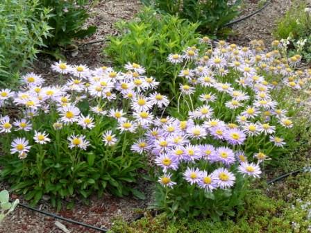 Erigeron speciosus