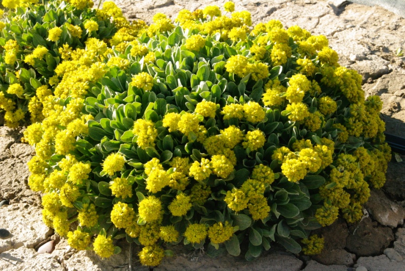 Eriogonum arcuatum