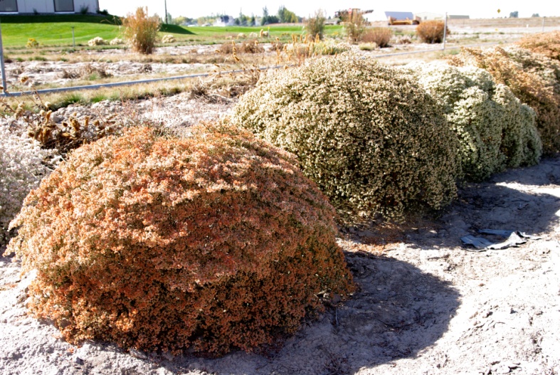 Eriogonum corymbosum