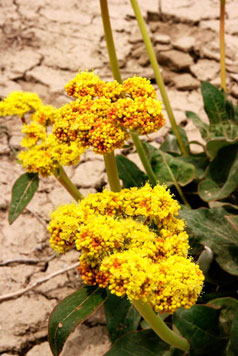 Eriogonum compositum