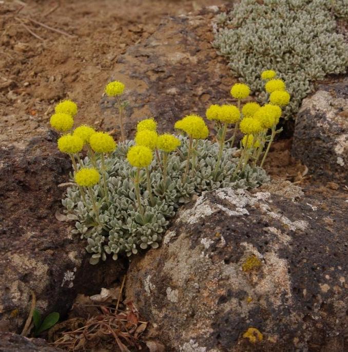 Eriogonum douglasii