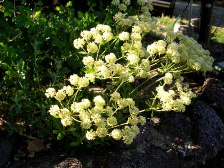 Eriogonum heracleoides