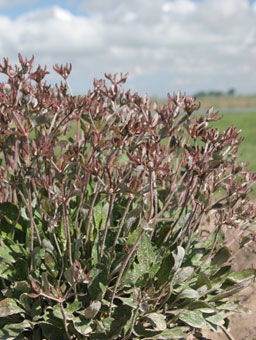 Eriogonum jamesii