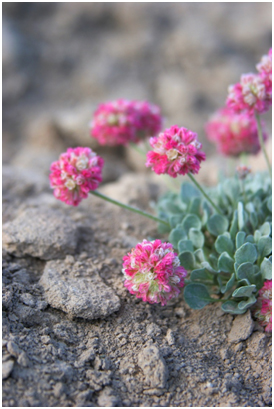 Eriogonum ovalifolium