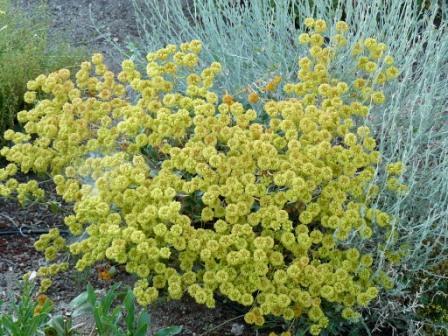 Eriogonum umbellatum