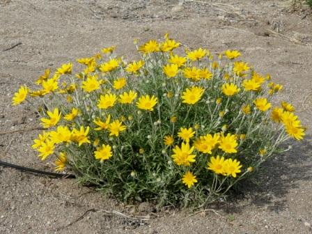 Eriophyllum lanatum