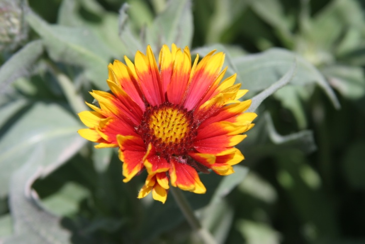 Gaillardia aristata