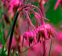 Geum Triflorum