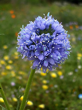 Gilia capitata