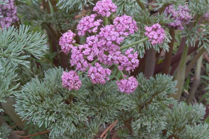 Lomatium columbianum