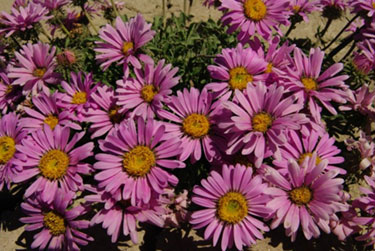 Machaeranthera coloradoensis (syn. Aster coloradoensis, Xanthisma coloradoense)